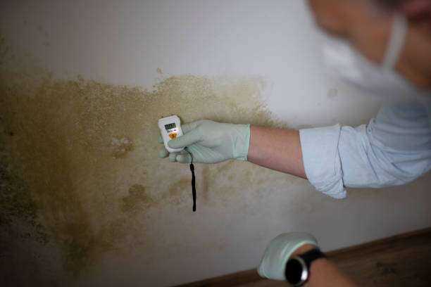 24-7 Emergency Mold Removal and Remediation Troup, TX