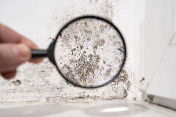 Black Mold Removal and Remediation Arp, TX