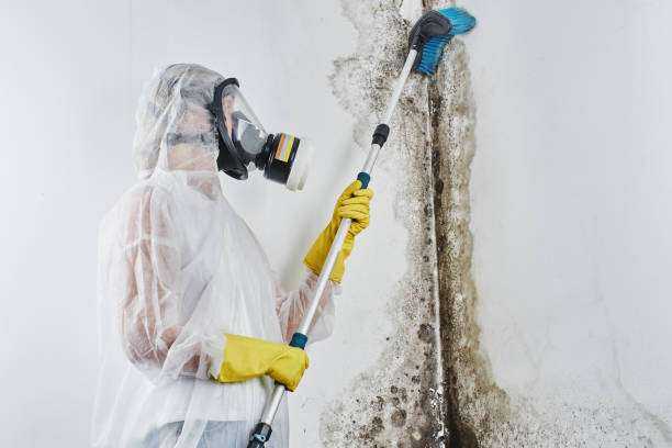Black Mold Removal and Remediation Bullard, TX