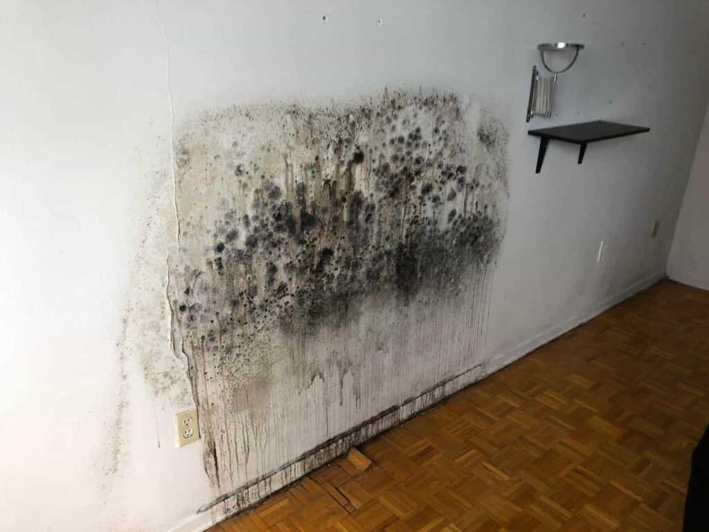 Black Mold Removal and Remediation Chandler, TX