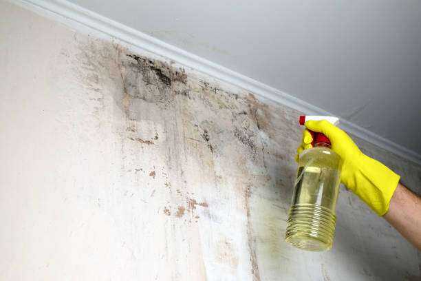 Black Mold Removal and Remediation Chapel Hill, TX