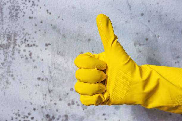 Black Mold Removal and Remediation Mineola, TX