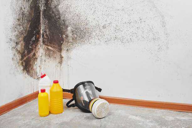 Black Mold Removal and Remediation Tyler, TX