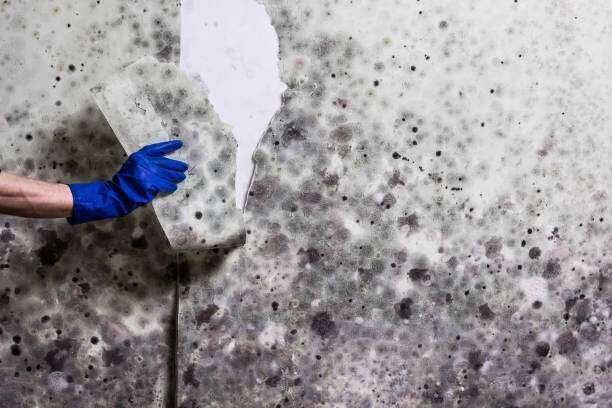 Black Mold Removal and Remediation Tyler