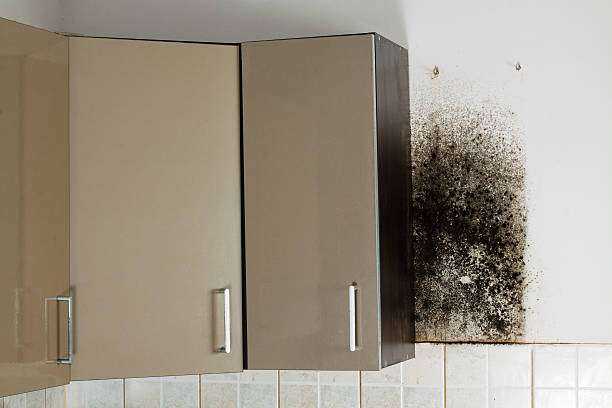 Black Mold Removal and Remediation Whitehouse, TX