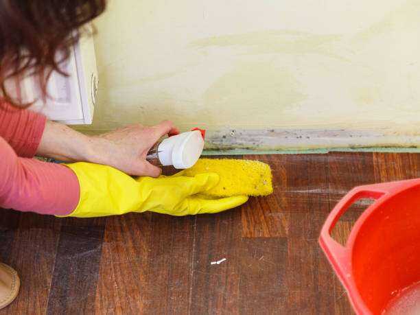 Commercial Mold Remediation and Removal Arp, TX