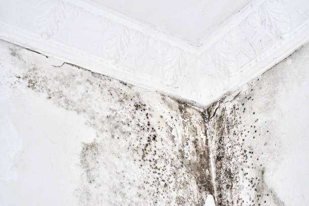 Commercial Mold Remediation and Removal Tyler, TX