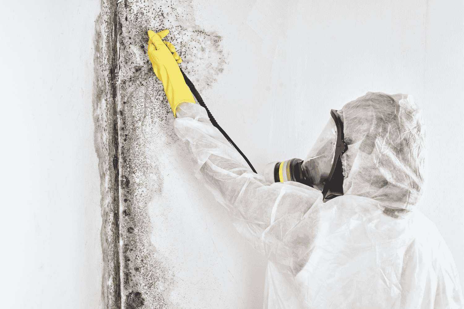 Lisensed Mold Removal Tyler
