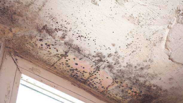 Mold Inspection and Testing Chandler, TX