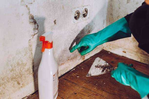 Mold Inspection and Testing Tyler, TX