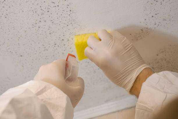 Mold Remediation Arp, TX