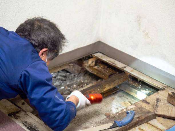 Mold Remediation Bullard, TX