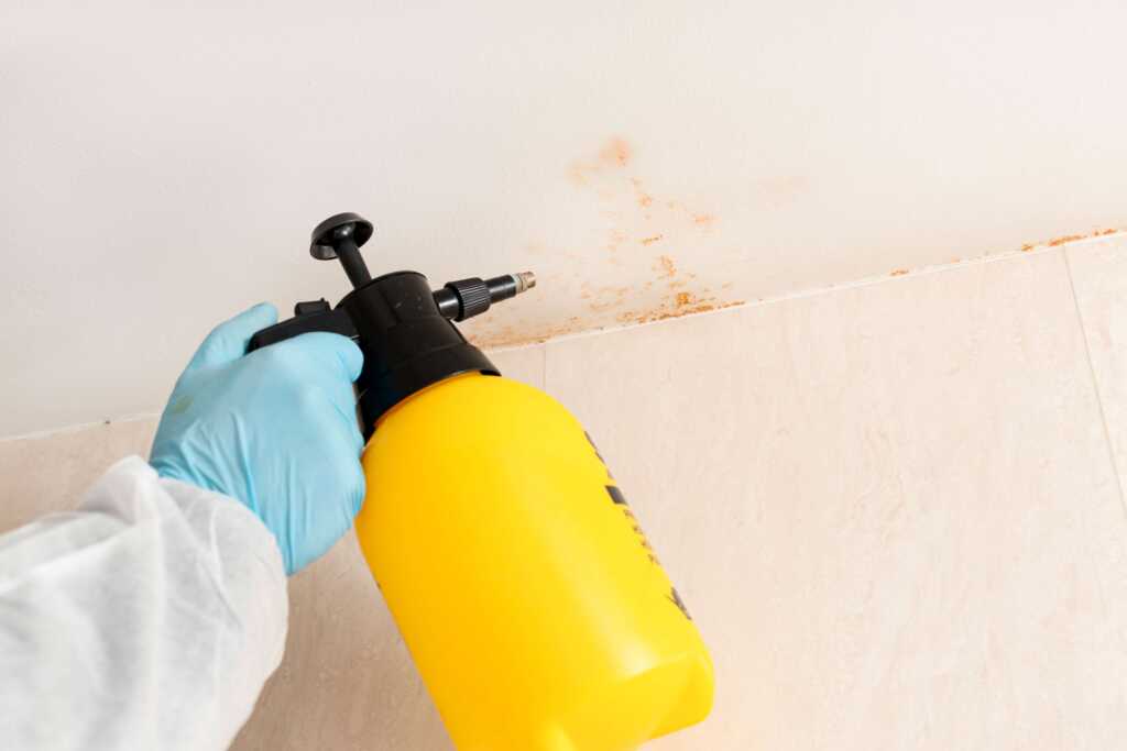 Mold Remediation Chandler, TX