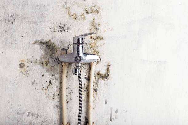 Mold Remediation Mineola, TX