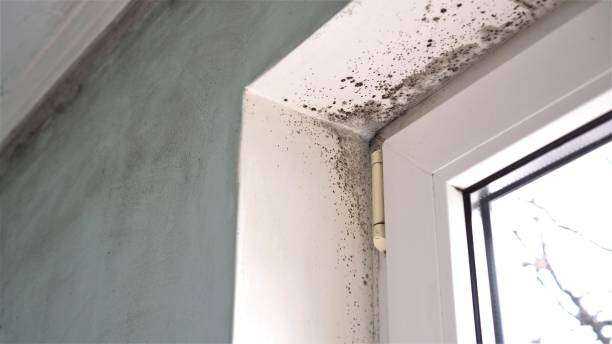 Mold Remediation Tyler, TX