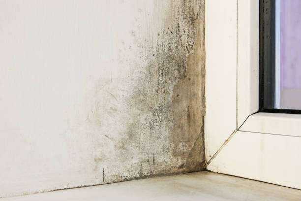 Mold Remediation Tyler Tx