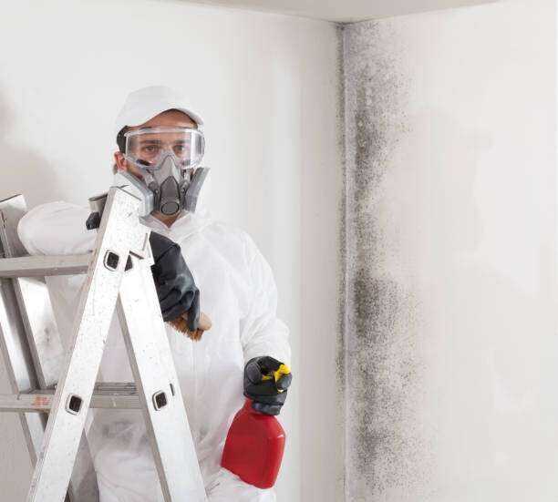 mold remediation services near me