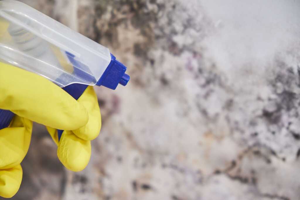 Mold Removal Bullard, TX