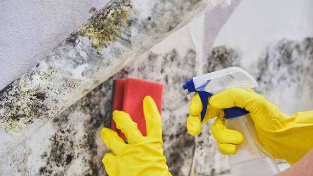 Mold Removal Chandler, TX