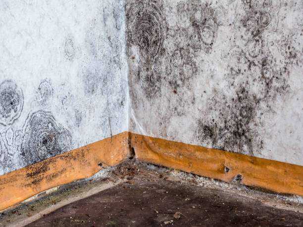 Mold Removal Mineola, TX