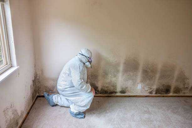 Mold Removal Tyler ,TX