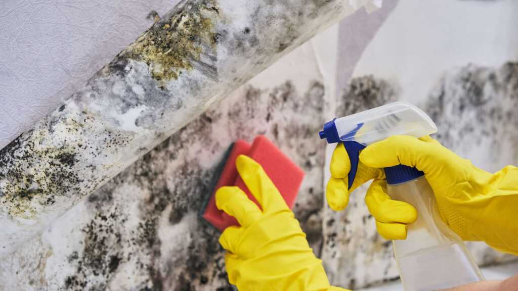 Mold Removal Whitehouse, TX