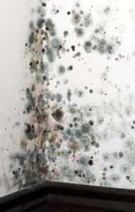 Mold Remediation Tyler