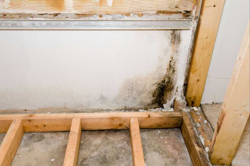 Residential Mold Remediation and Removal Chandler, TX