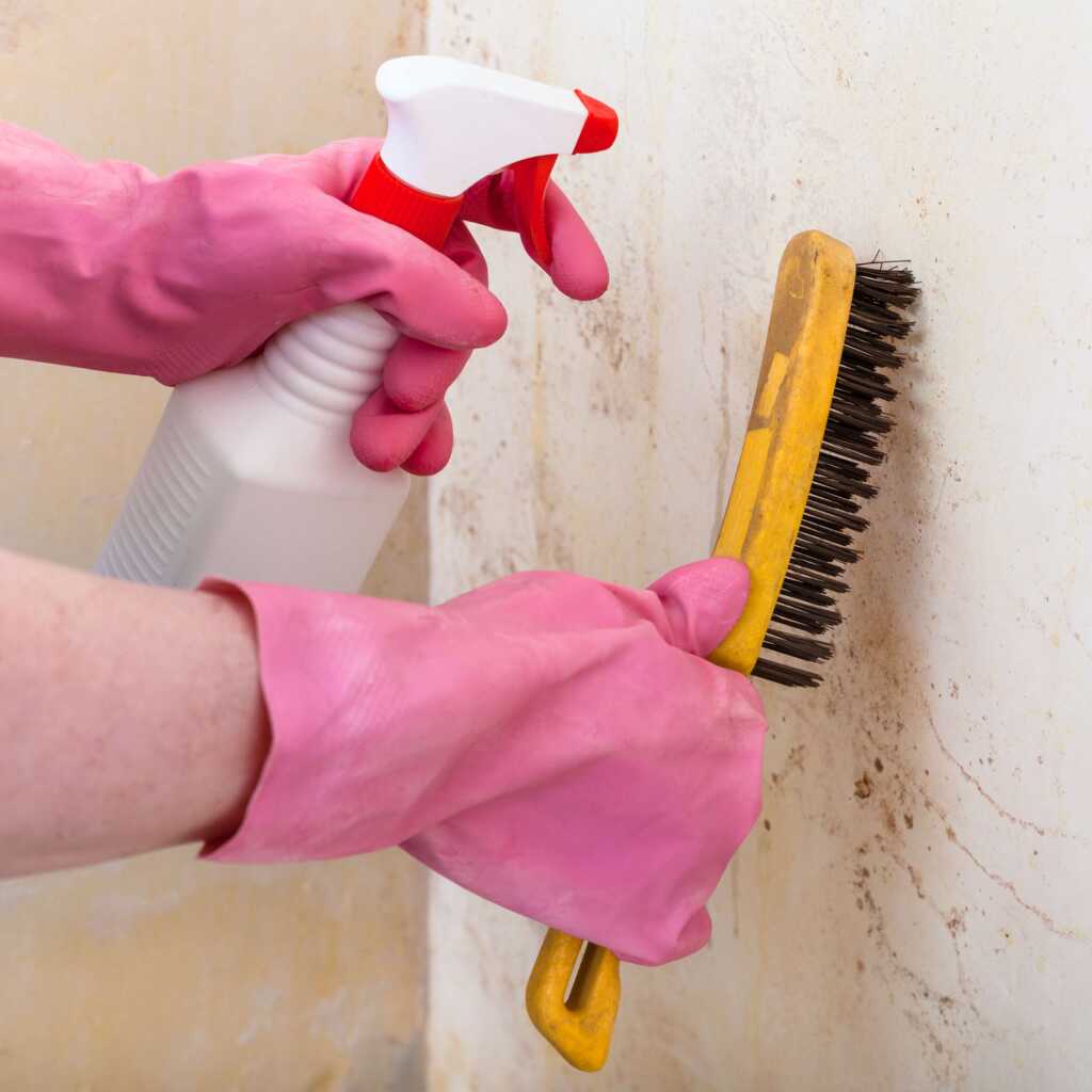 Residential Mold Remediation and Removal Mineola, TX