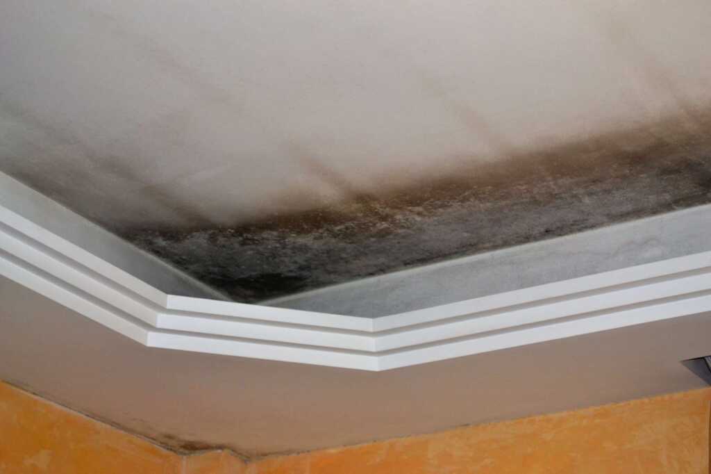 Residential Mold Remediation and Removal Troup, TX