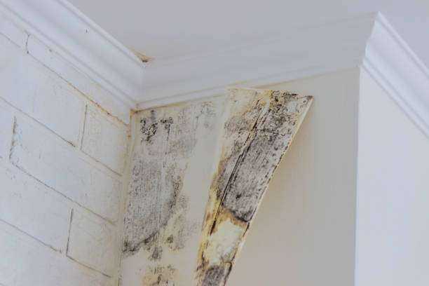 Residential Mold Remediation and Removal Tyler, TX