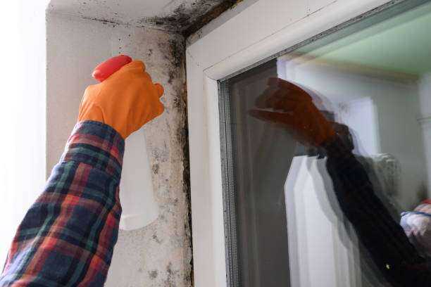 Toxic Mold Removal and Remediation Bullard, TX
