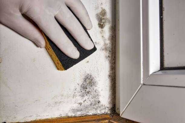 Toxic Mold Removal and Remediation Chandler, TX