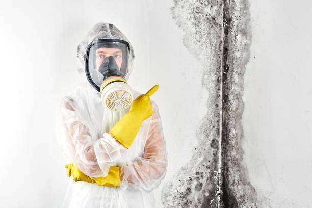 Toxic Mold Removal and Remediation Troup, TX