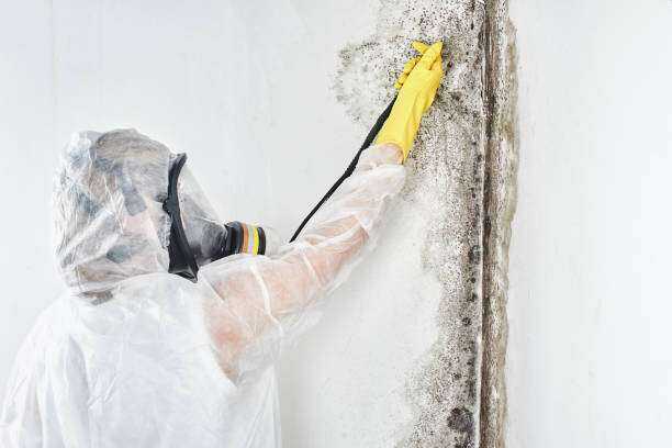 Toxic Mold Removal and Remediation Whitehouse, TX